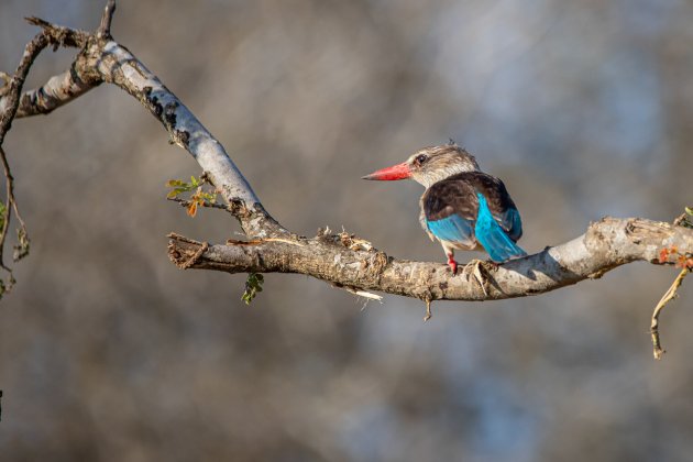 Bruinkapijsvogel