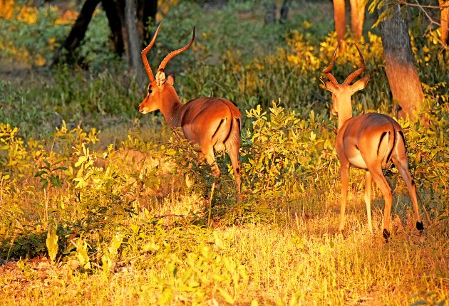 Impala's in de avondzon