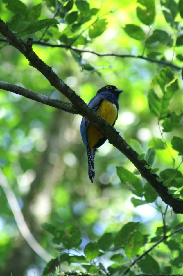 Violaceousw Trogon