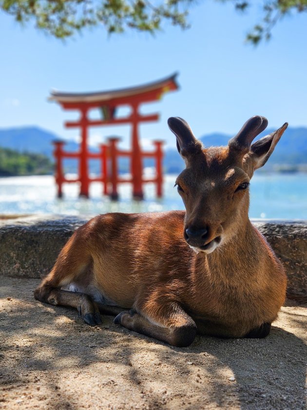 De magie van Miyajima