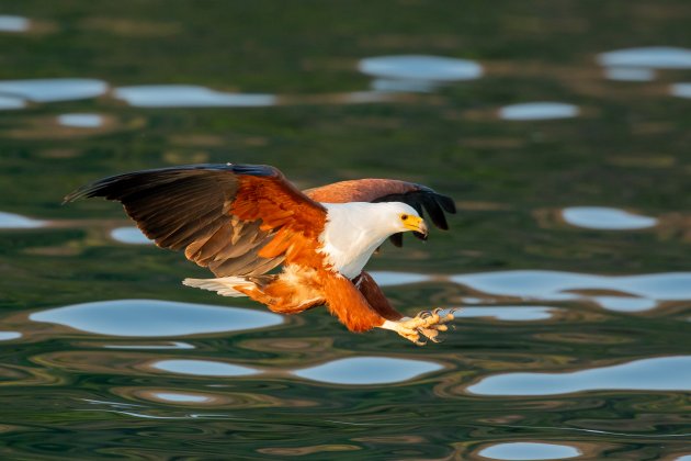 Afrikaanse zeearenden spotten in Lake Malawi