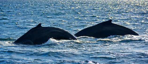 Bultrugwalvissen in de wateren van IJsland