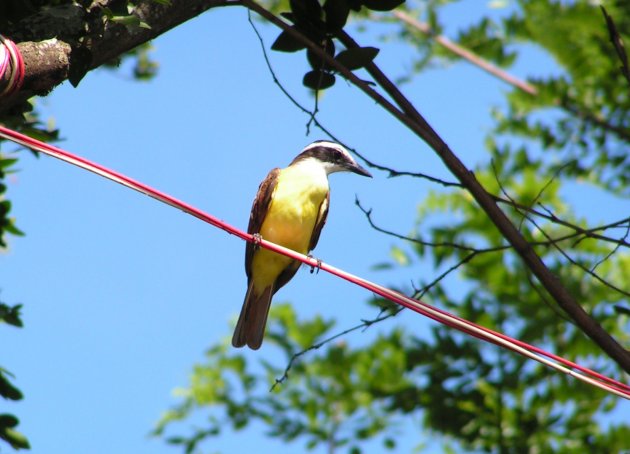 Onbekende vogel