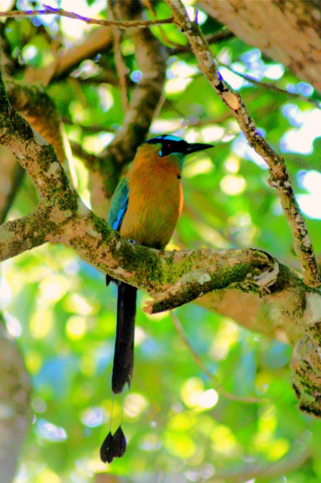 Blue-crowned Motmot