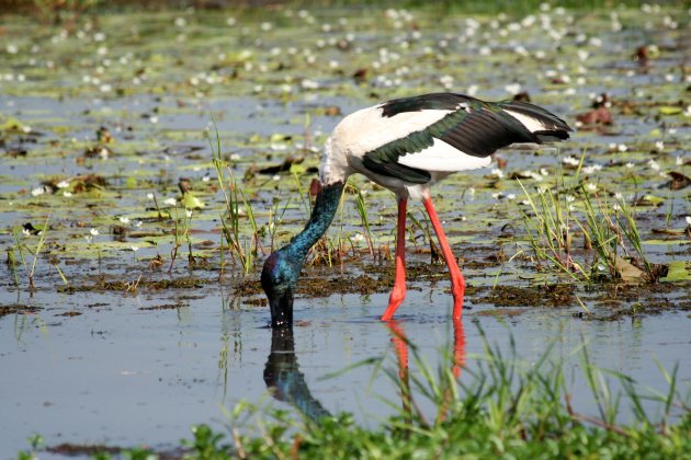 Asian black-necked stork