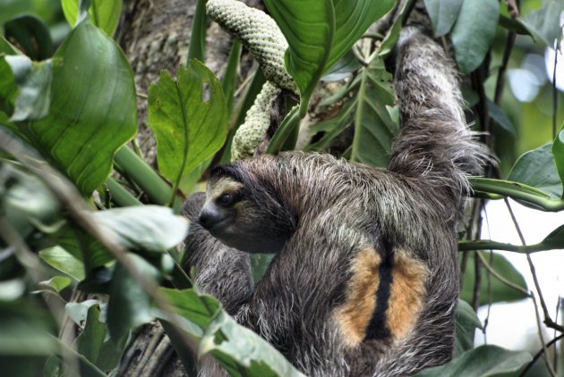 Three-toed Sloth