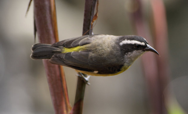 Great Kiskadee