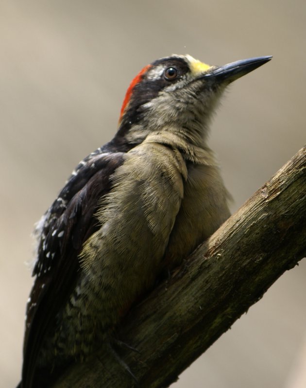 Black-cheeked Woodpecker