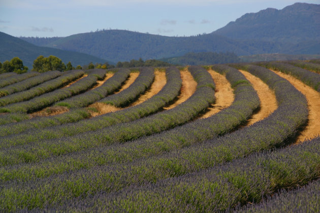 Lavendel velden