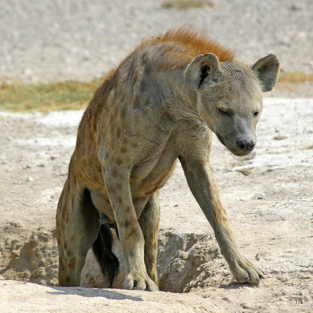 Ochtendhumeur