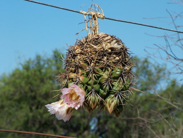 Hangcactus