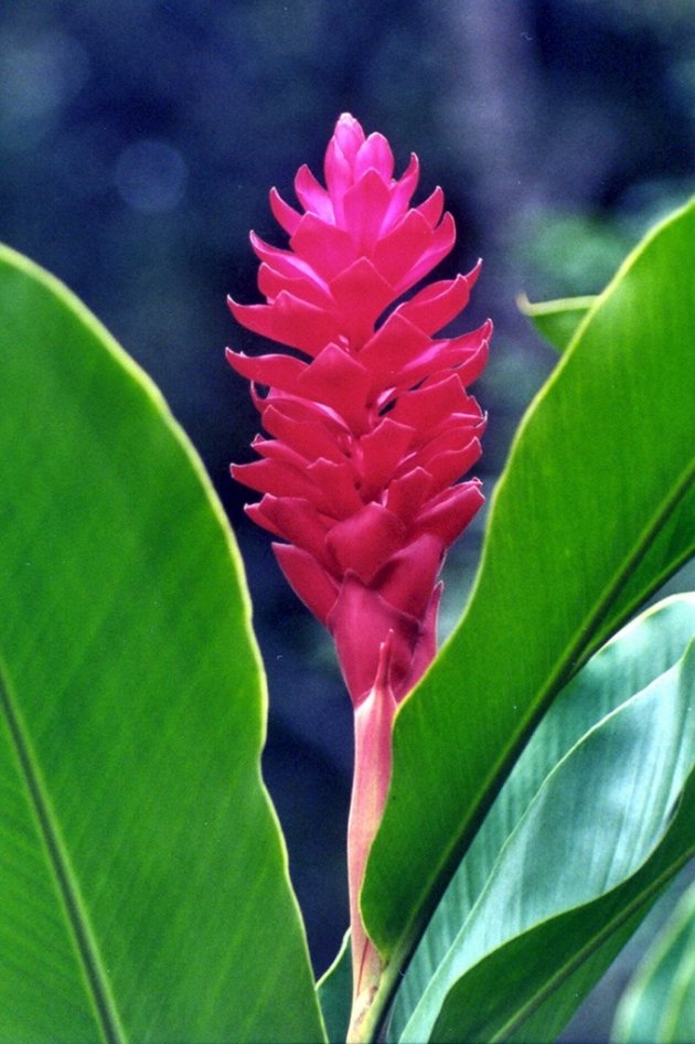 Bromelia