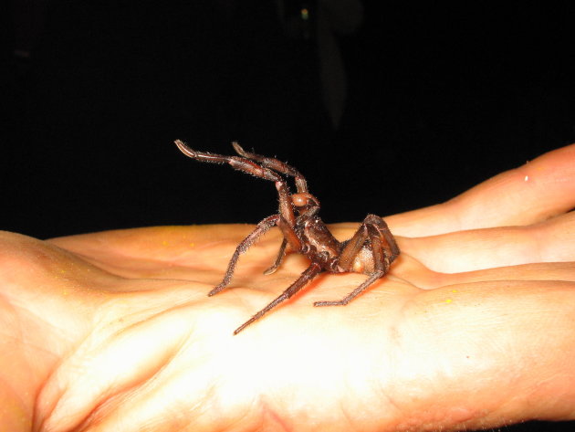 Defending territory, in the Northern Territory