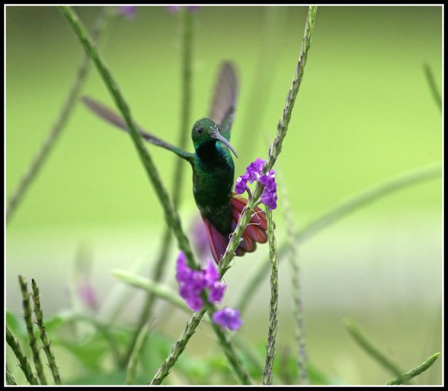 kolibri!