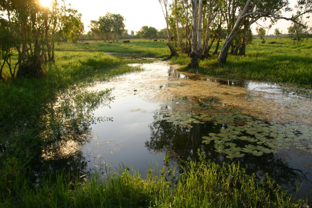 Yellow waters