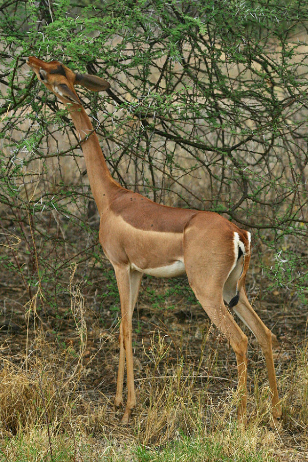 Breakfast at Amboseli