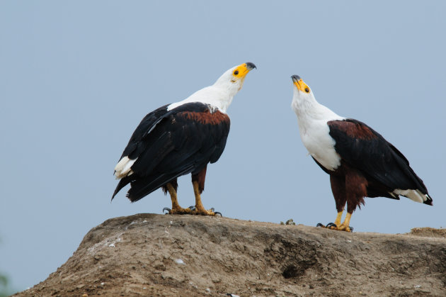 Flirtende fisheagles