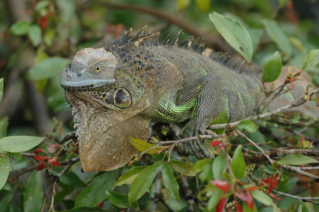 Groene Leguaan