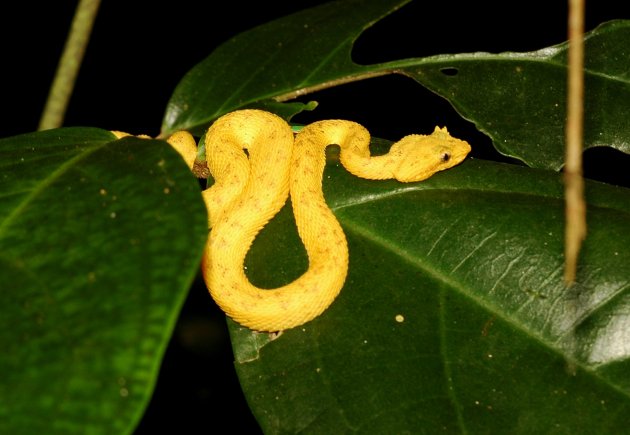 Eyelash Viper