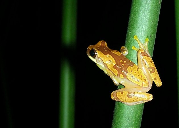 Hourglass Tree Frog