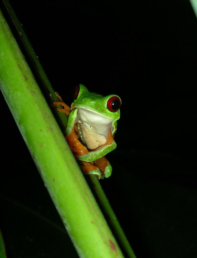 Gaudy Leaf Frog