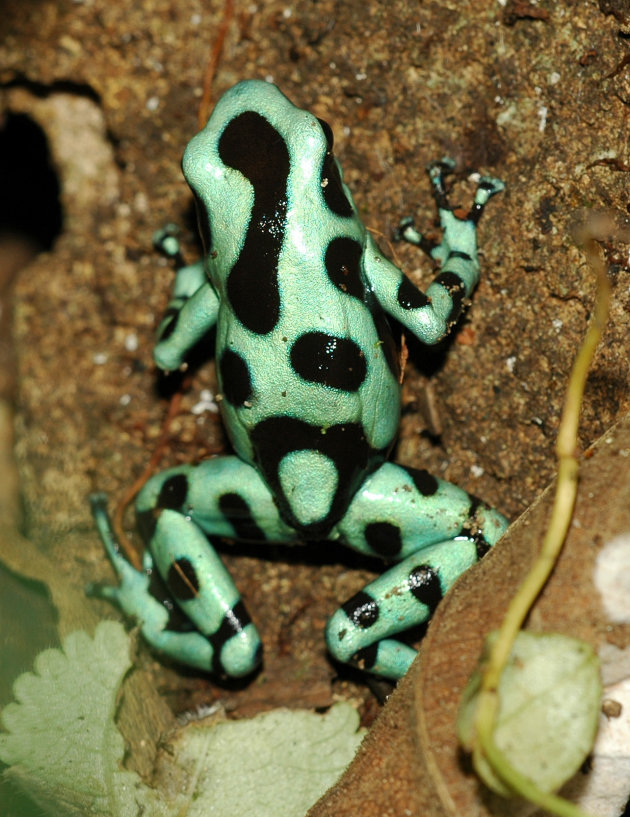 Black and Green Dart Frog