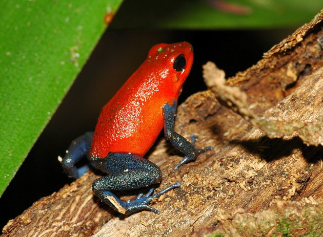 Blue Jeans Dart Frog