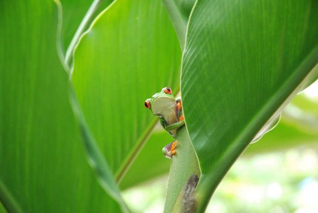 Red eyed tree frog