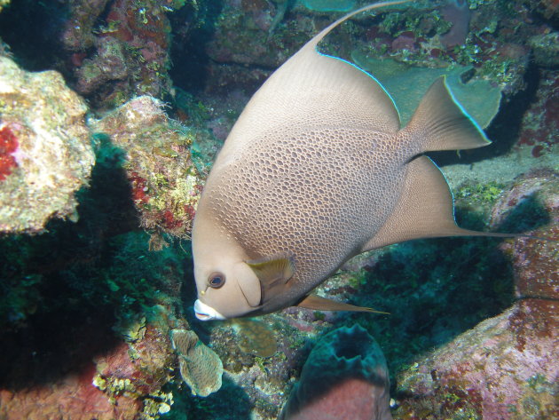 Angelfish