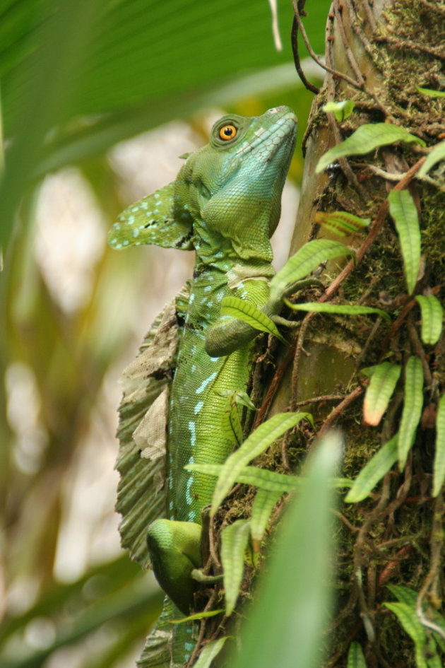 Emerald Basilisk