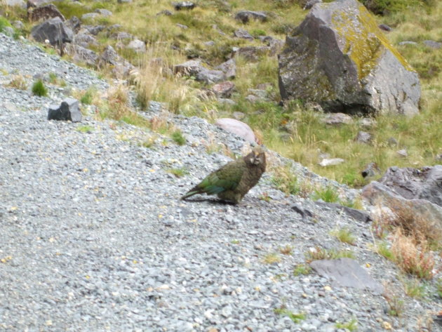 Kea