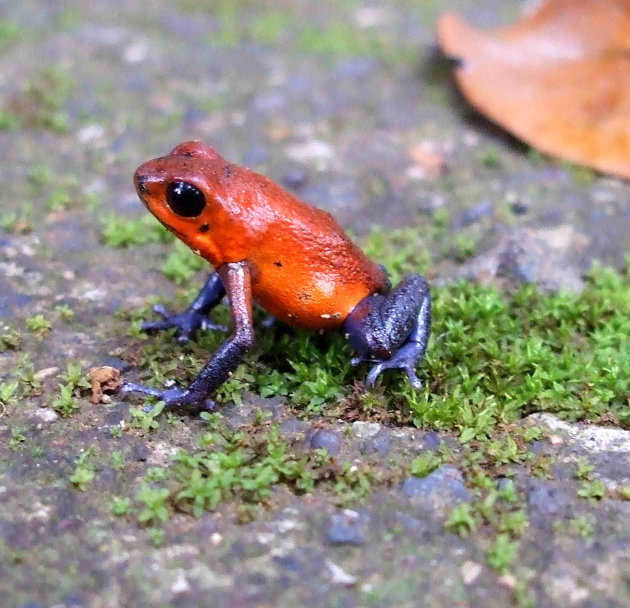 Blue jeans frog