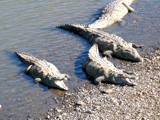 krokodillen onder een brug