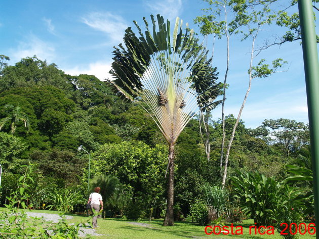 waaierpalm