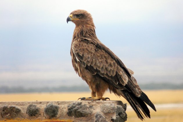 Geelbruine arend