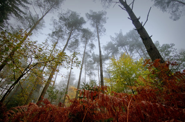 Foggy Fir Trees