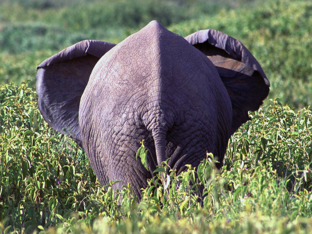 Olifant