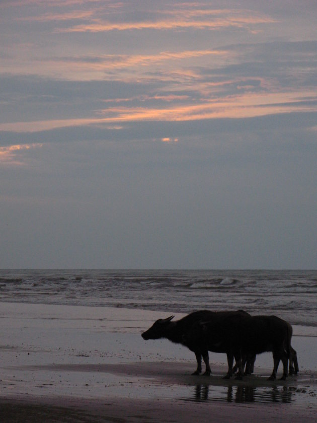 koe op het strand