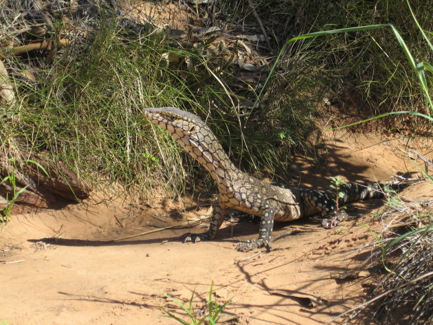 Goanna