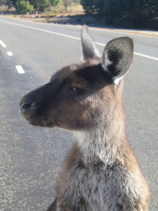 Skippy wil meerijden!