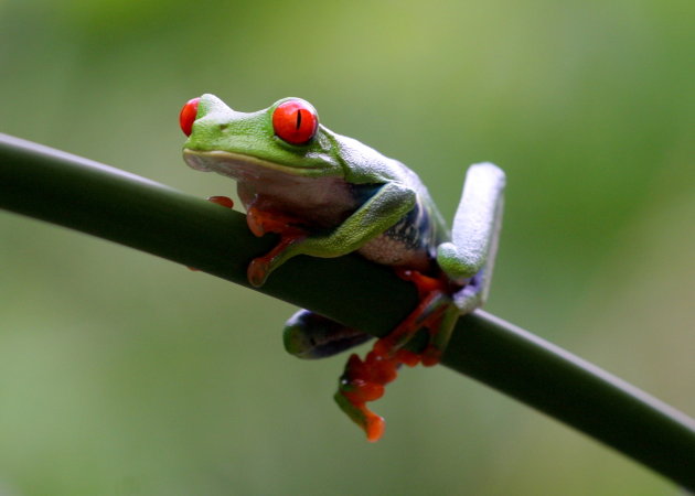 Leaf Frog