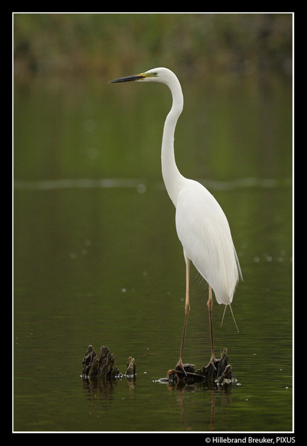 Zilverreiger