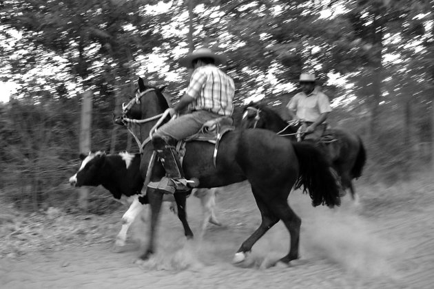 Huasos (cowboys)