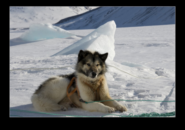 Jonge Husky in het Hurryfjord