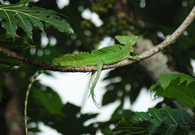 Tortuguero