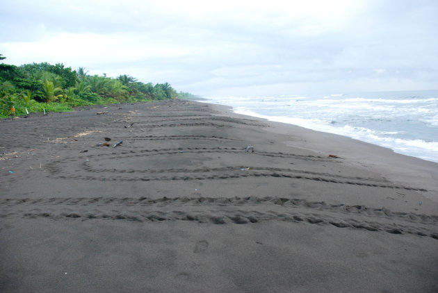 Tortuguero