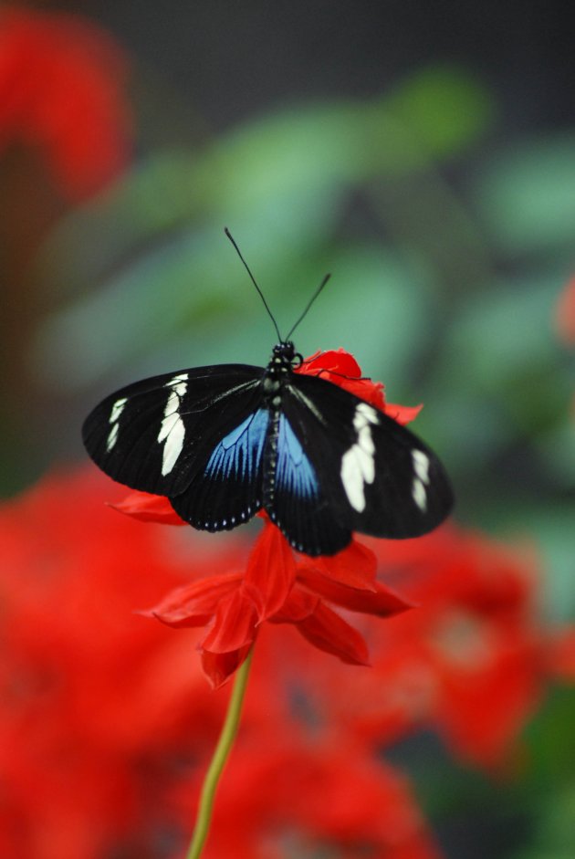 Vlindertuin La Paz