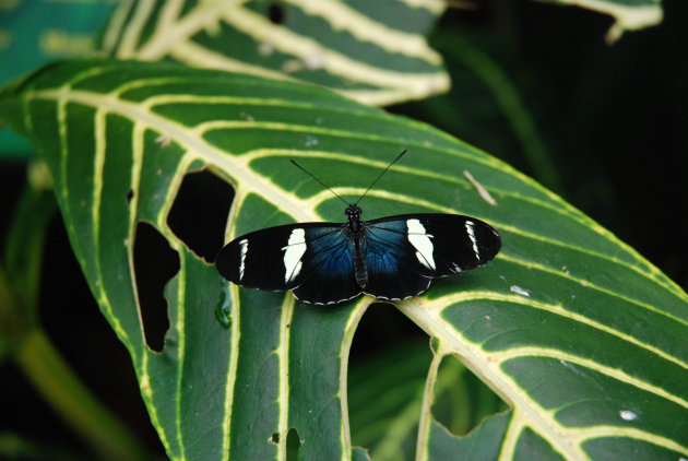 Vlinder in vlindertuin