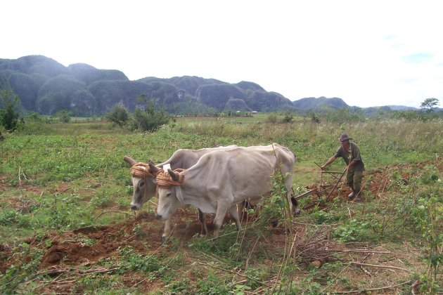 Farmer and ox