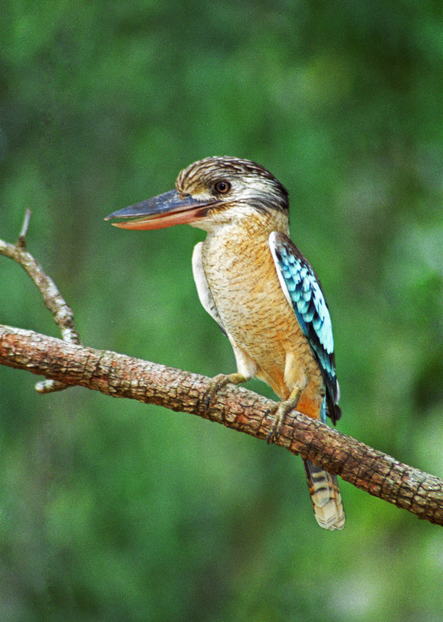 Kooka burra